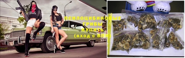 PSILOCYBIN Бородино